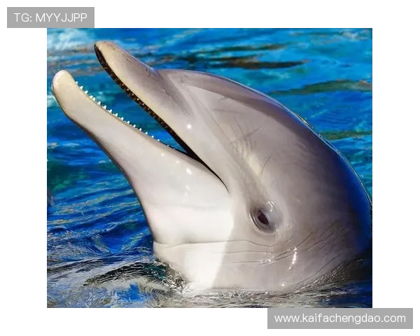 金鲨银鲨：海洋生物中的顶级掠食者及其生态系统中的重要作用